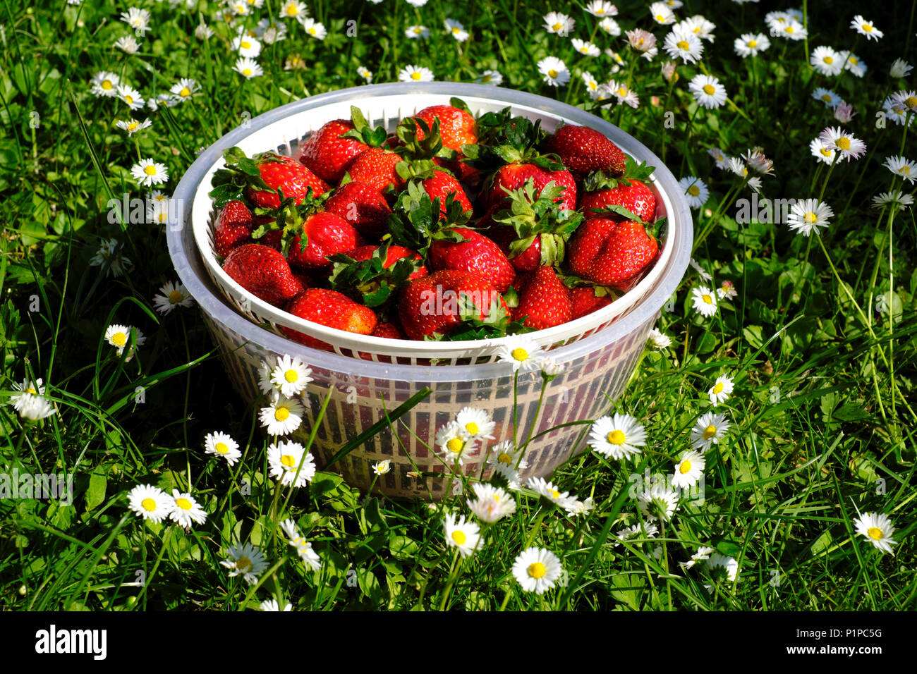 Erdbeere in der Platte closeup Stockfoto