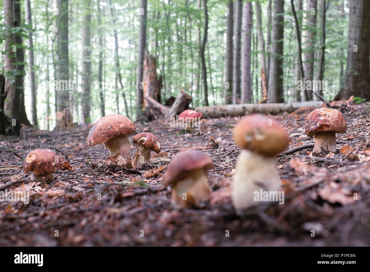 Weiße Pilze im Sommer Wald Stockfoto