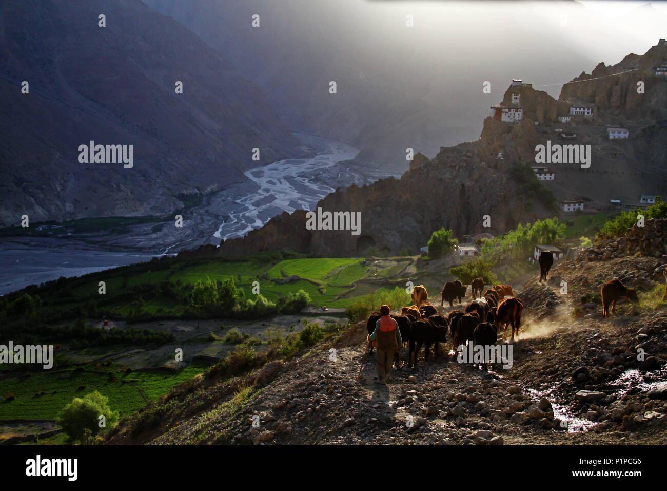 Ein Hirte seine Herde zu Hause Dhankar Dorf in Spiti, HP, Indien. Stockfoto