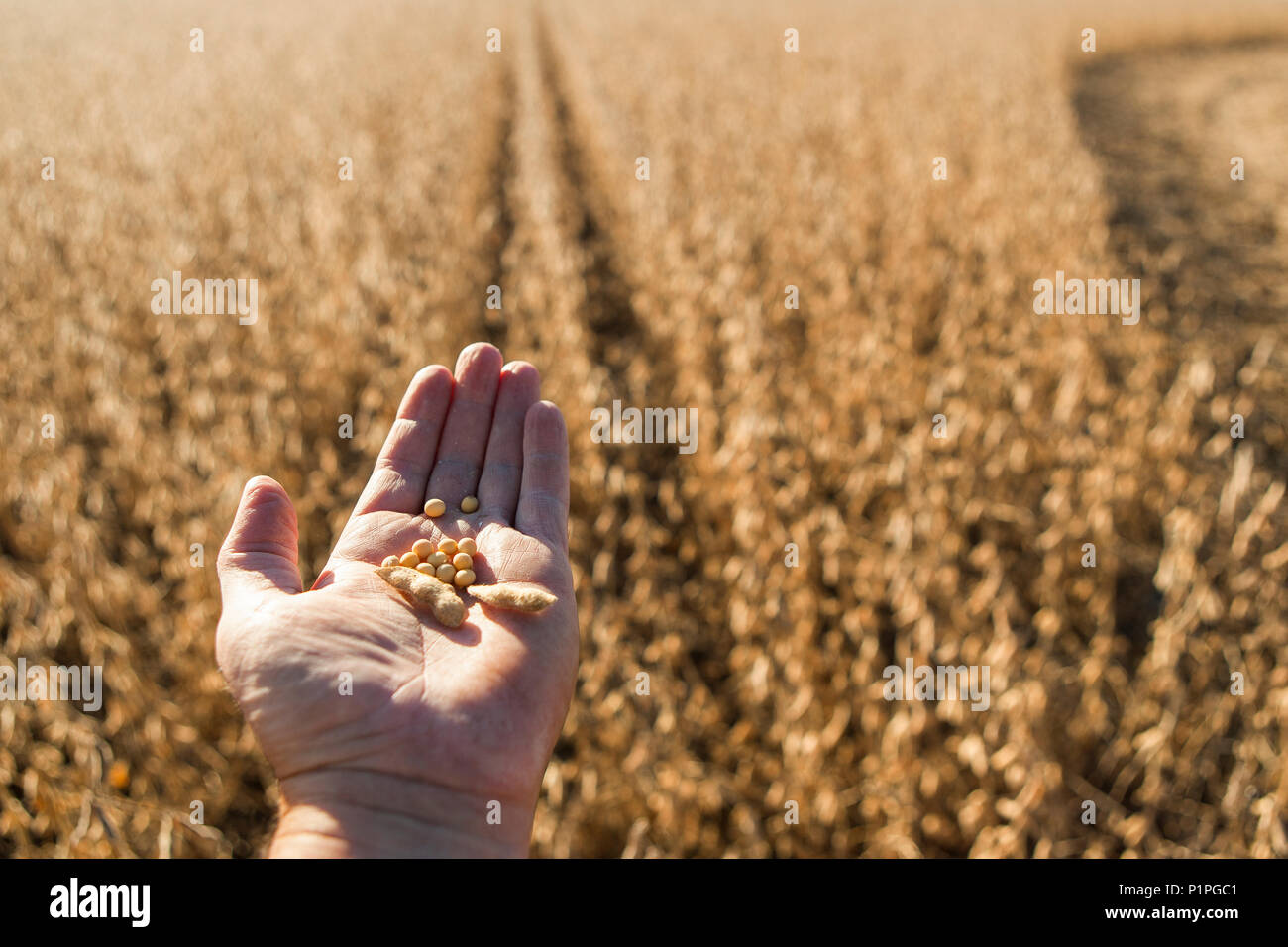 Die Hand eines Bauer hält Sojabohnen und Saatgut pod mit Erntegut und Feld im Hintergrund; Minnesota, Vereinigte Staaten von Amerika Stockfoto