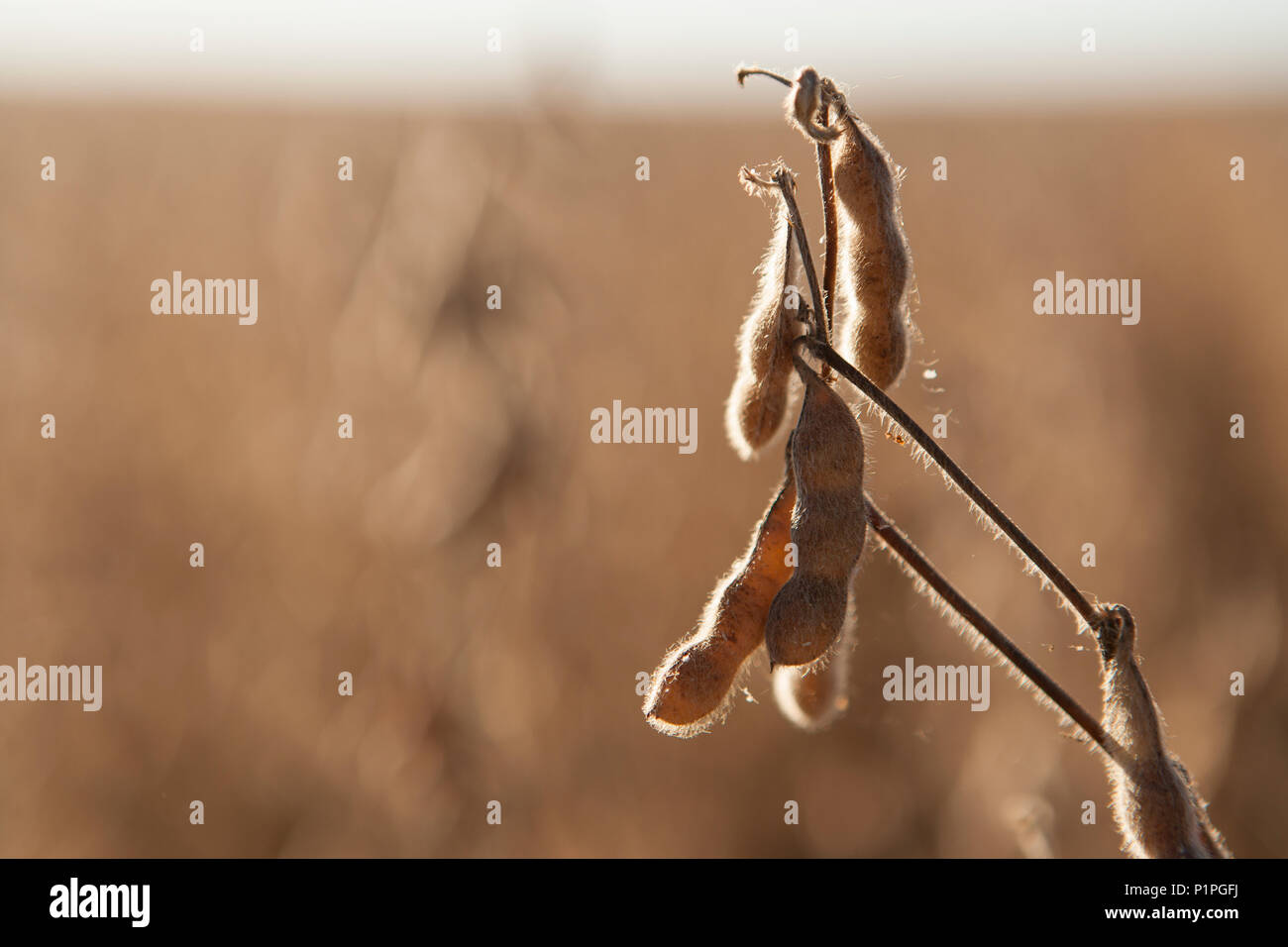 Sojabohnen (Glycine max) zur Ernte bereit; Minnesota, Vereinigte Staaten von Amerika Stockfoto
