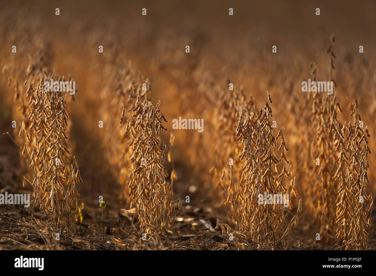 Sojabohne (Glycine max) Feld zur Ernte bereit; Minnesota, Vereinigte Staaten von Amerika Stockfoto