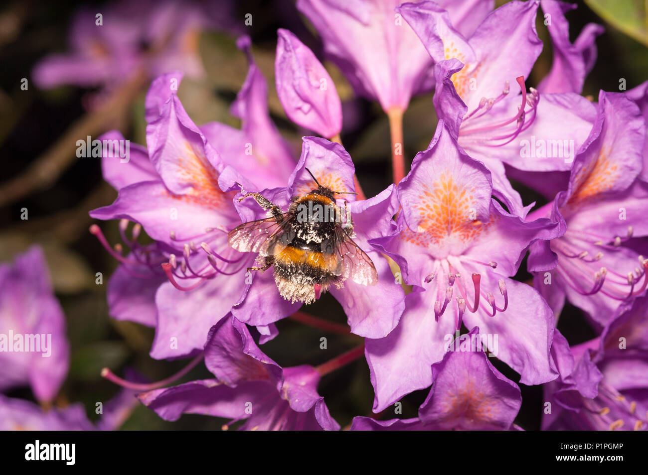 rhododendron mit hortensiendünger düngen Purgrün Rhododendrondünger 1 Liter