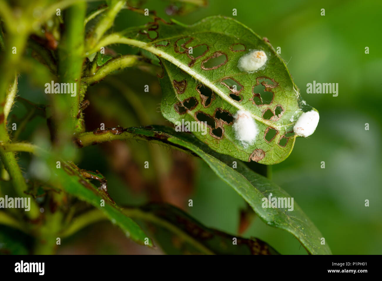 Maßstab Maßstab Insekten Insekten besetzt Platz hinter an Blättern nach Viburnum Larven Käfer Schäden Raum hinter dem linken an Blättern nach Viburnum Larve Stockfoto