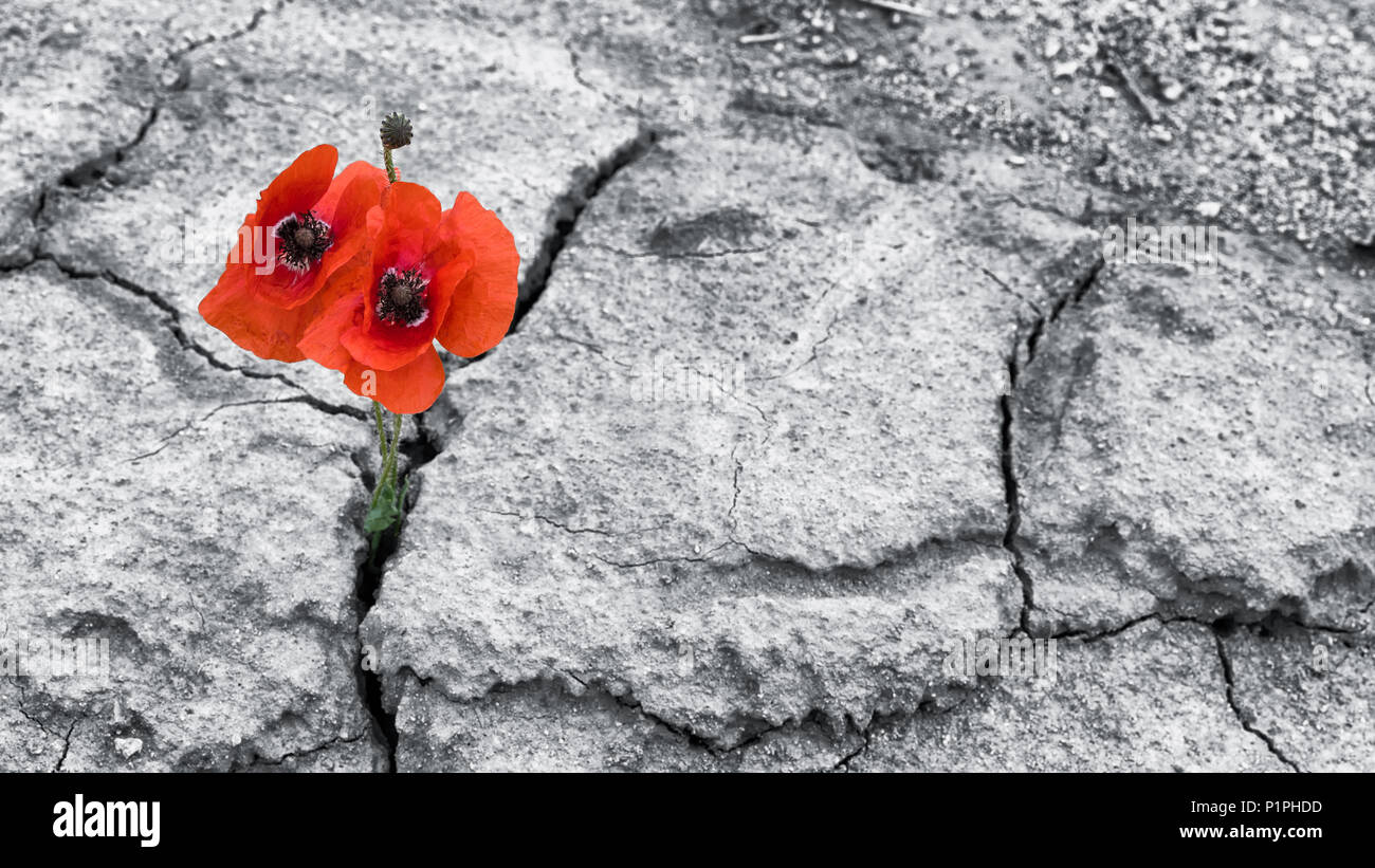 Roter Mohn blüht in getrockneten Feld. Papaver rhoeas. Zwei blühende Mais Mohnblumen im gerissenen trockenen Böden. Hoffnung und winterhärte Idee. Schwarzen und weißen Hintergrund. Stockfoto