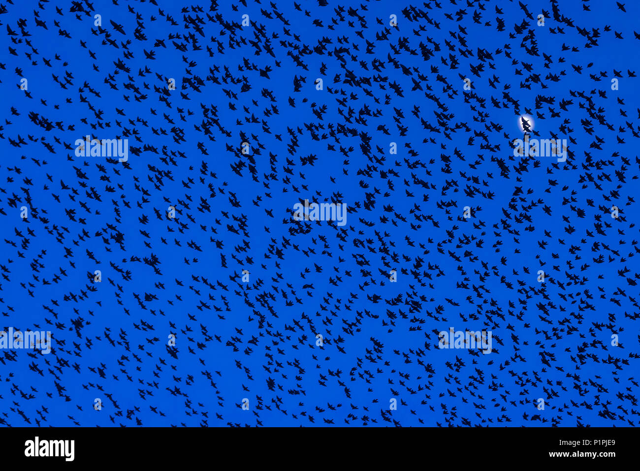 Murmuration von Staren in der Dämmerung vor dem Mond, RSPB Reservat Minsmere, Suffolk, England Stockfoto