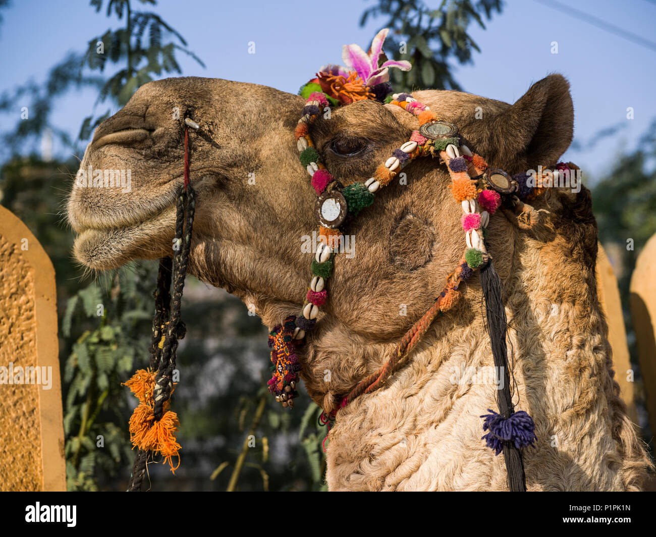 Nahaufnahme der gestalteten Kopf eines Kamels, Jaisalmer, Rajasthan, Indien Stockfoto
