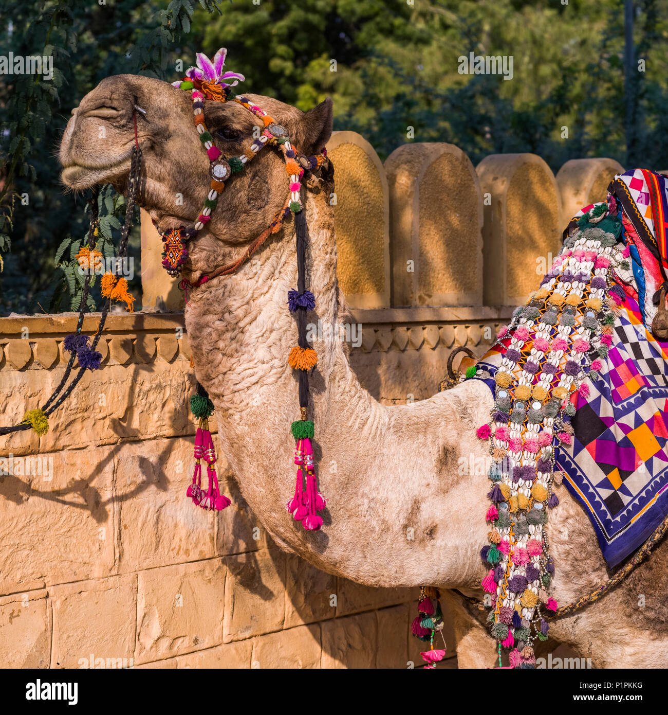 Nahaufnahme einer verziert Kamel mit bunten Quasten und Stoff; Jaisalmer, Rajasthan, Indien Stockfoto