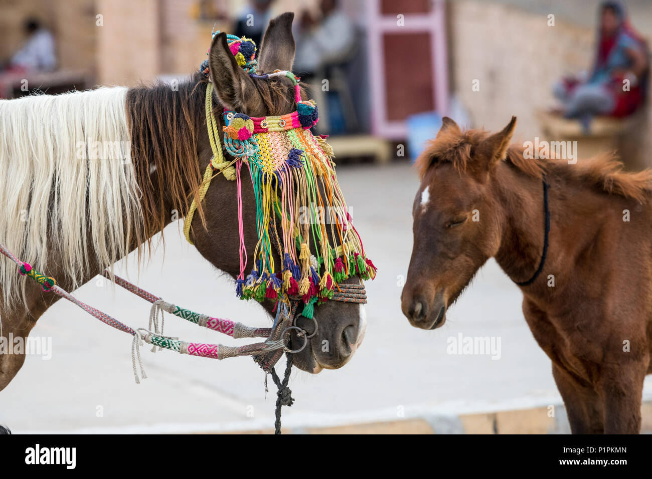 Pferd Kopf in Quasten verziert; Jaisalmer, Rajasthan, Indien Stockfoto