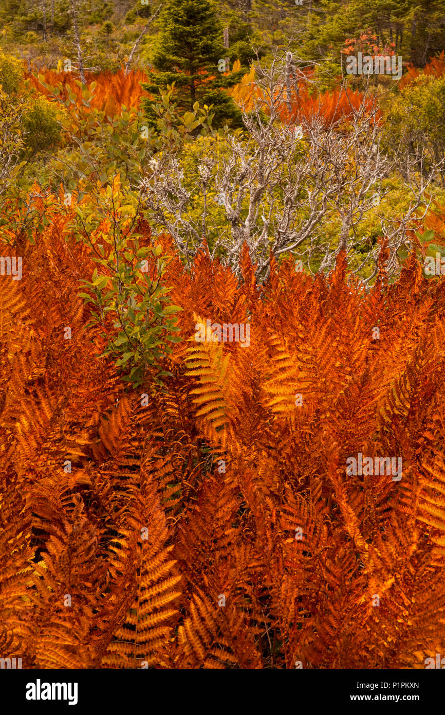 Zimt Farne im Herbst, Port Bickerton Lighthouse Beach Park, Nova Scotia, Kanada Stockfoto