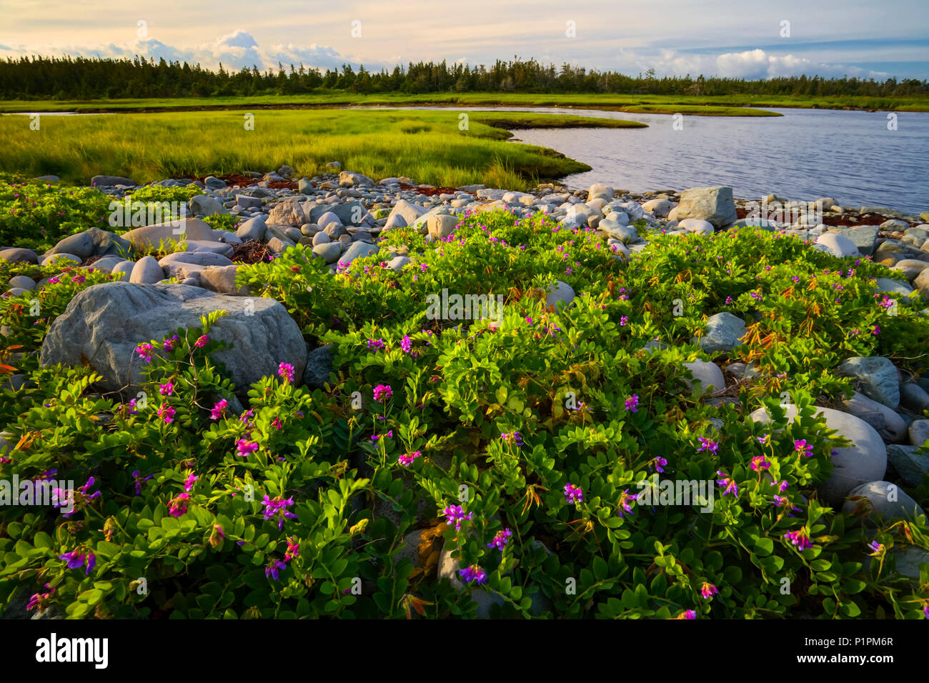 Wilden Strand Erbse Blumen entlang der Küste bei Port Bickerton Lighthouse Beach Park; Port Bickerton, Nova Scotia, Kanada Stockfoto