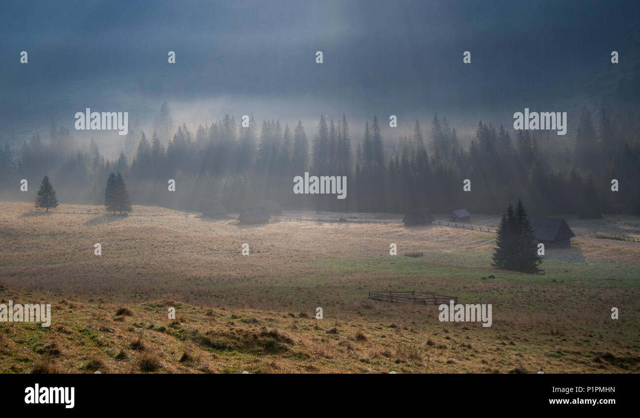 Misty Morning in Chocholowska Tal, die Berge der Tatra, Polen Stockfoto