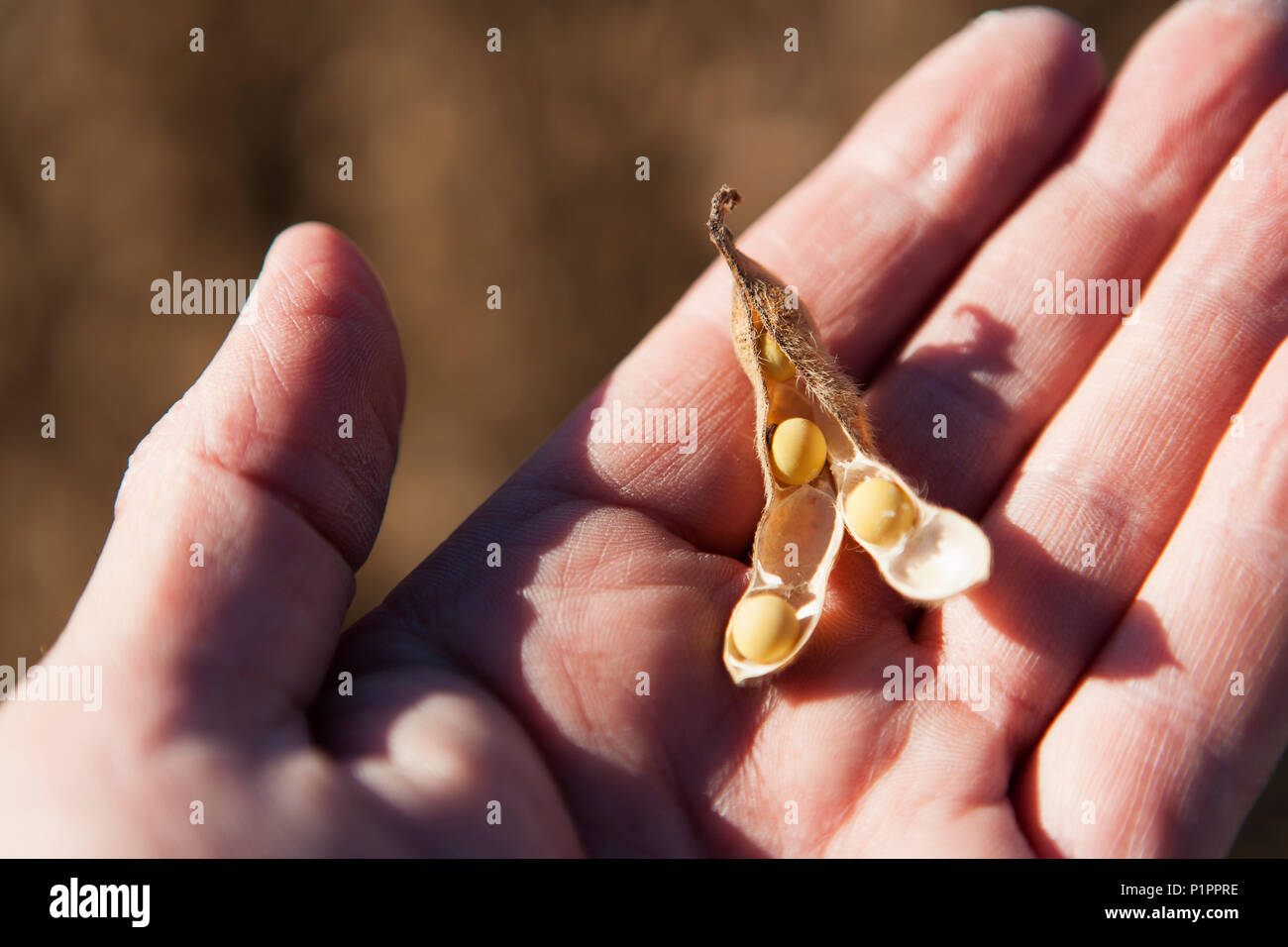 Sojabohnen und Saatgut pod in Farmer's Hand, Soja-ernte Szene, in der Nähe von Nerstrand, Minnesota, Vereinigte Staaten von Amerika Stockfoto