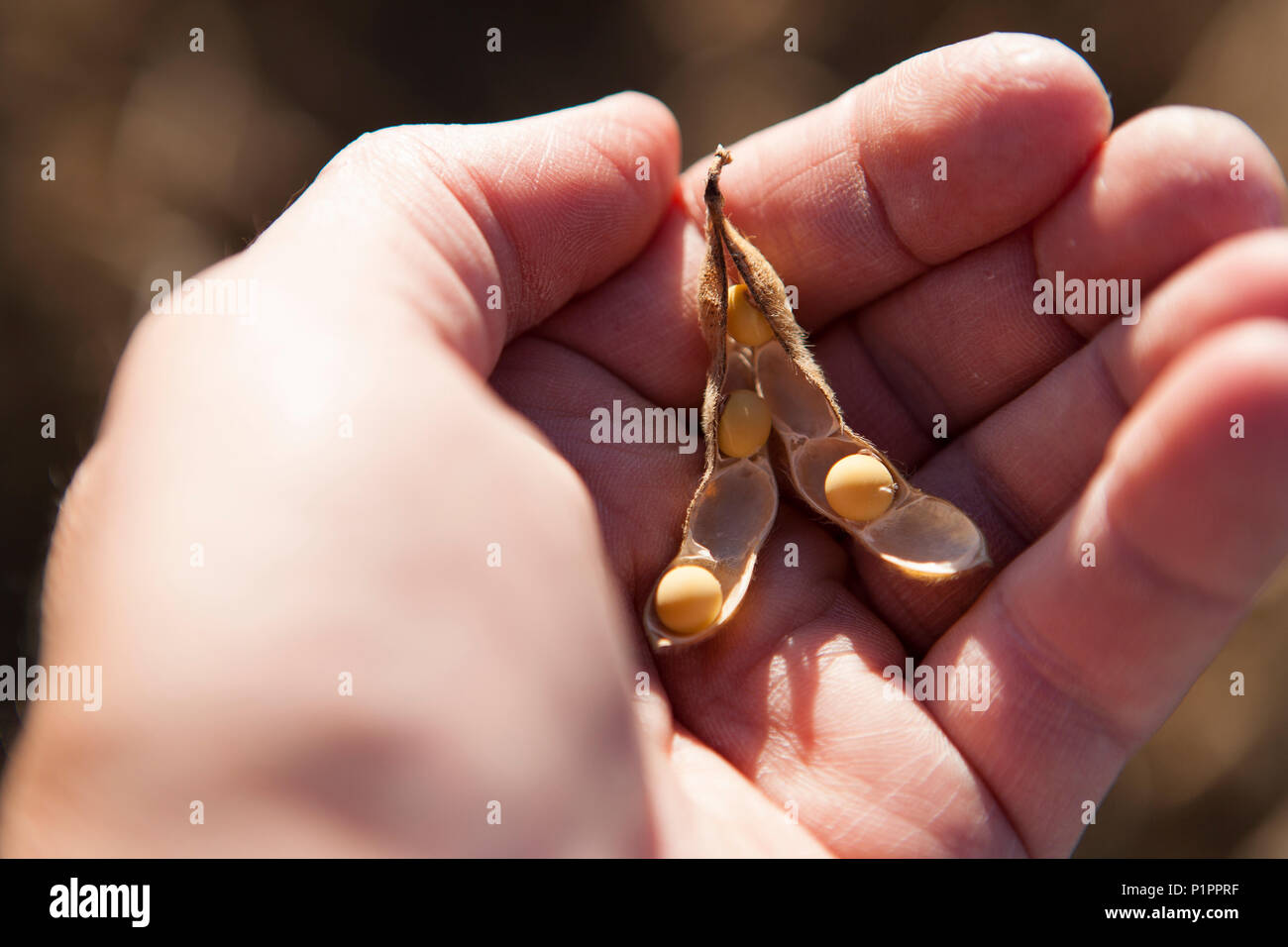 Sojabohnen und Saatgut pod in Farmer's Hand, Soja-ernte Szene, in der Nähe von Nerstrand, Minnesota, Vereinigte Staaten von Amerika Stockfoto