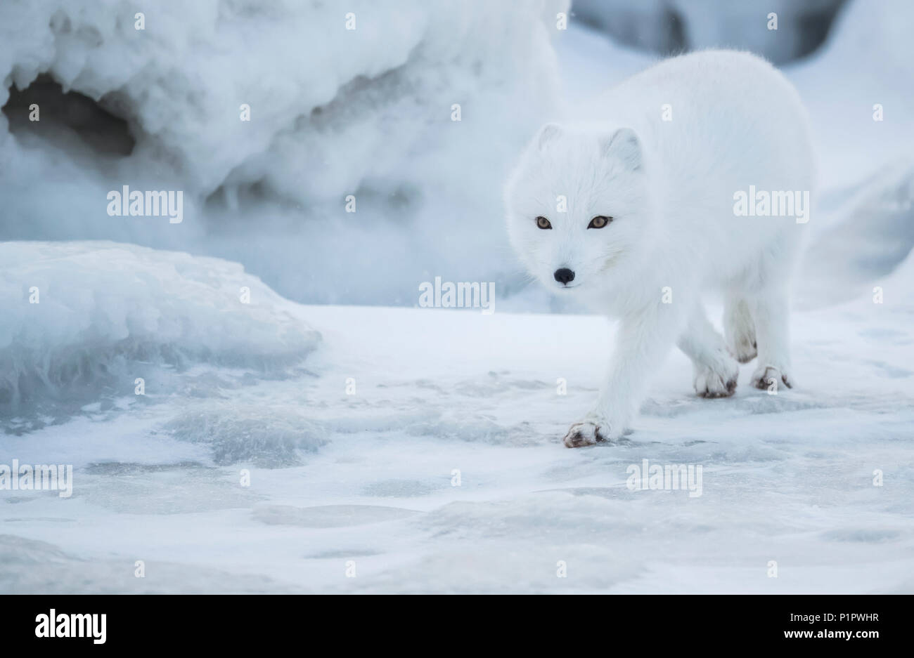 Arctic Fuchs (Vulpes lagopus) Wandern im Schnee; Churchill, Manitoba, Kanada Stockfoto