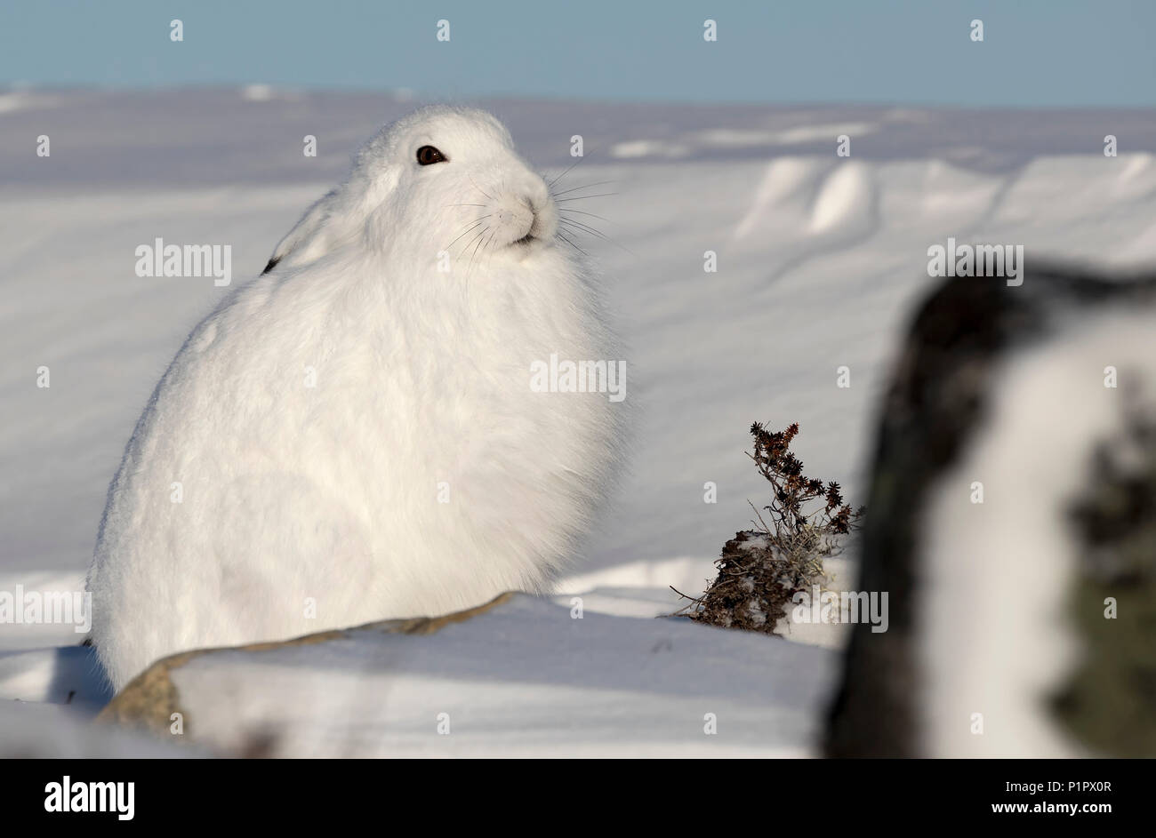 Arktis Hase (Lepus arcticus) im Schnee; Churchill, Manitoba, Kanada Stockfoto