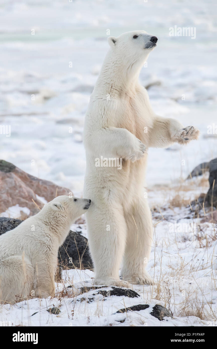 Mutter Eisbär (Ursus maritimes) stehen im Schnee Bewertung der Gefahr; Churchill, Manitoba, Kanada Stockfoto