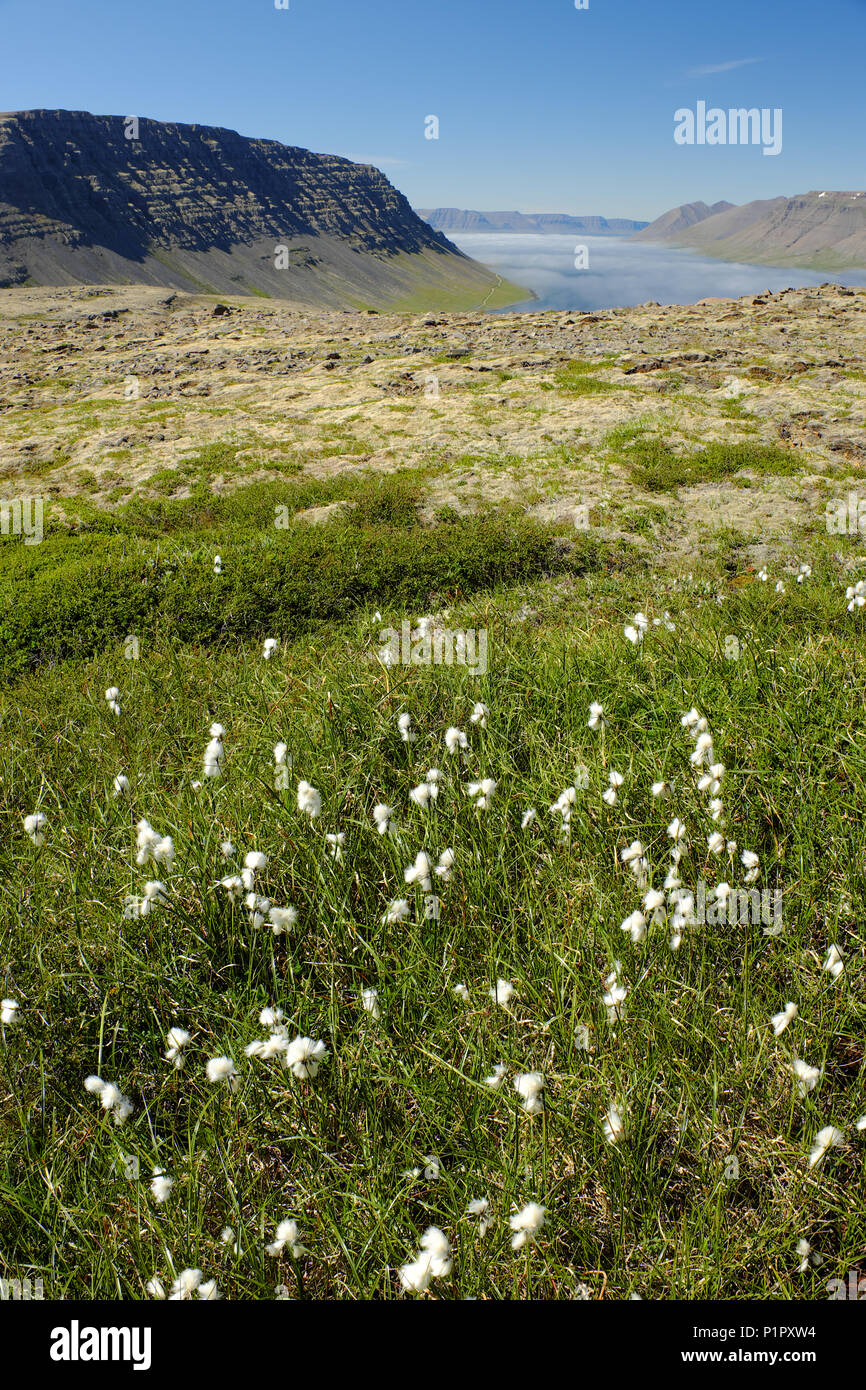 Wildblumen in Wiese am Pass oben Borgarfjordur Fjord, Westfjorde, Island Stockfoto