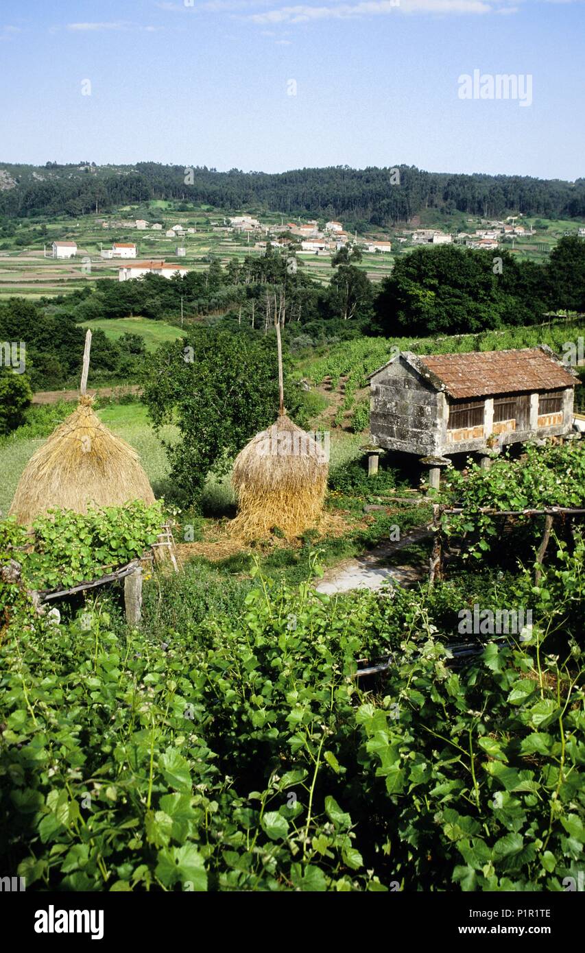 Cambados, (D. O. Albariño) Weinberge, ländliche landsacape, und 'hórreo' (traditionelle Kornkammer) (Ría de Arosa/Rías Bajas Region). Stockfoto