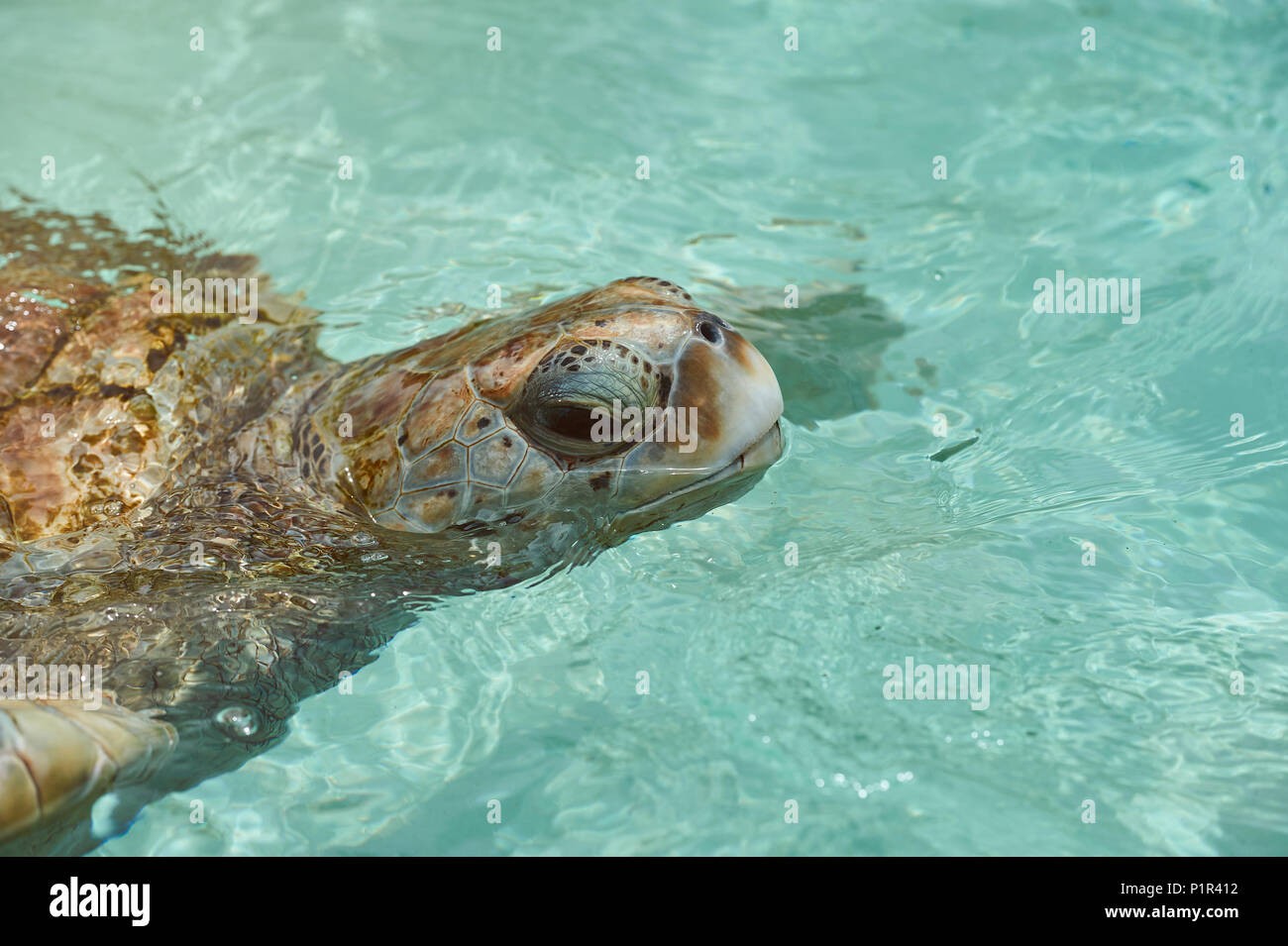 Portrait von Schildkröte im Wasser am blauen Meer. Tierschutz Thema Stockfoto
