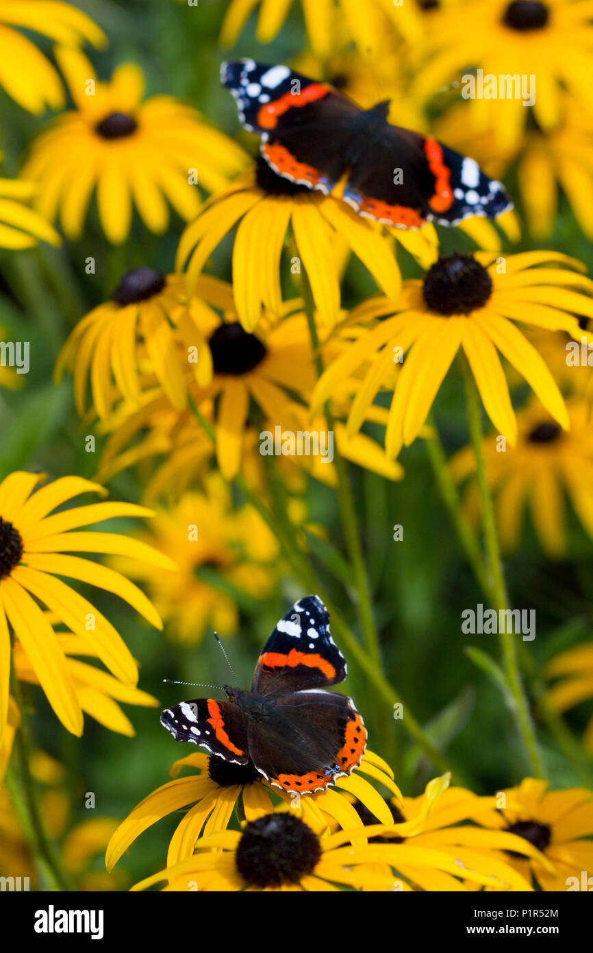 RED ADMIRAL (Vanessa atalanta) Schmetterlinge im Garten Fütterung auf Black-Eyed Susan Blumen (Rudbeckia hirta), West Sussex, UK. September Stockfoto