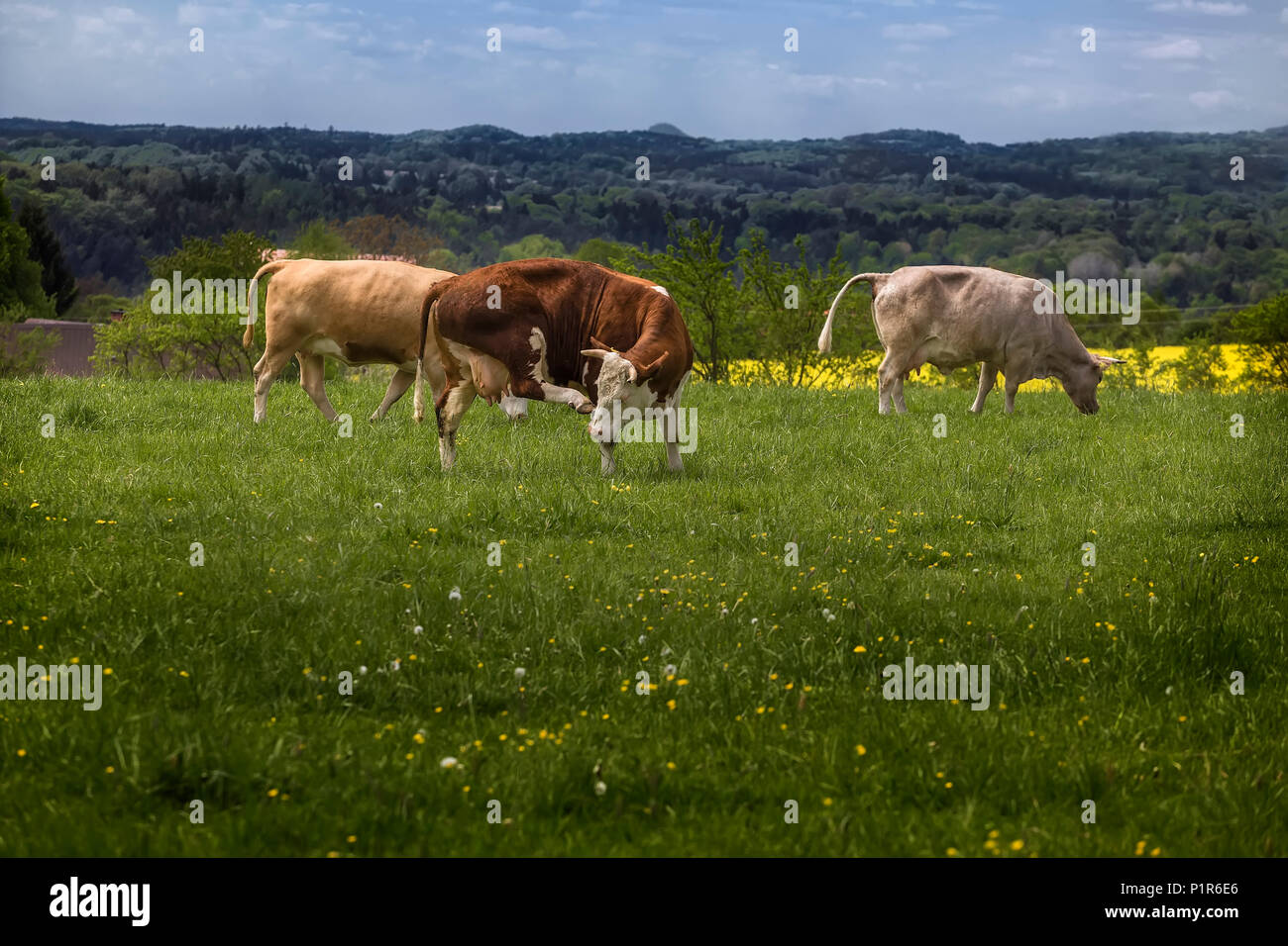 Kühe grasen auf der Weide malerischen Bergen im Hintergrund Stockfoto