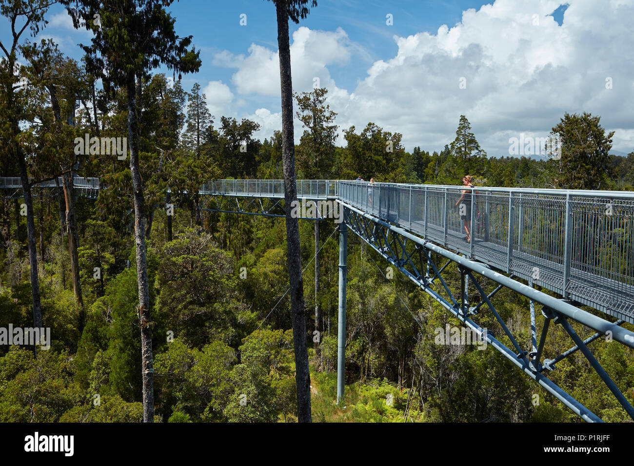 Touristen auf Treetop Walk, in der Nähe von Hokitika, West Coast, South Island, Neuseeland (Model Released) Stockfoto