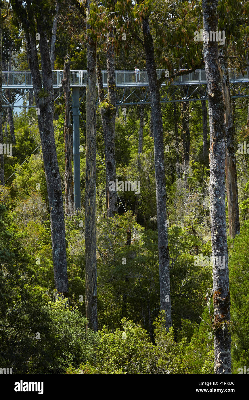 Wald und Treetop Gehweg, in der Nähe von Hokitika, West Coast, South Island, Neuseeland Stockfoto