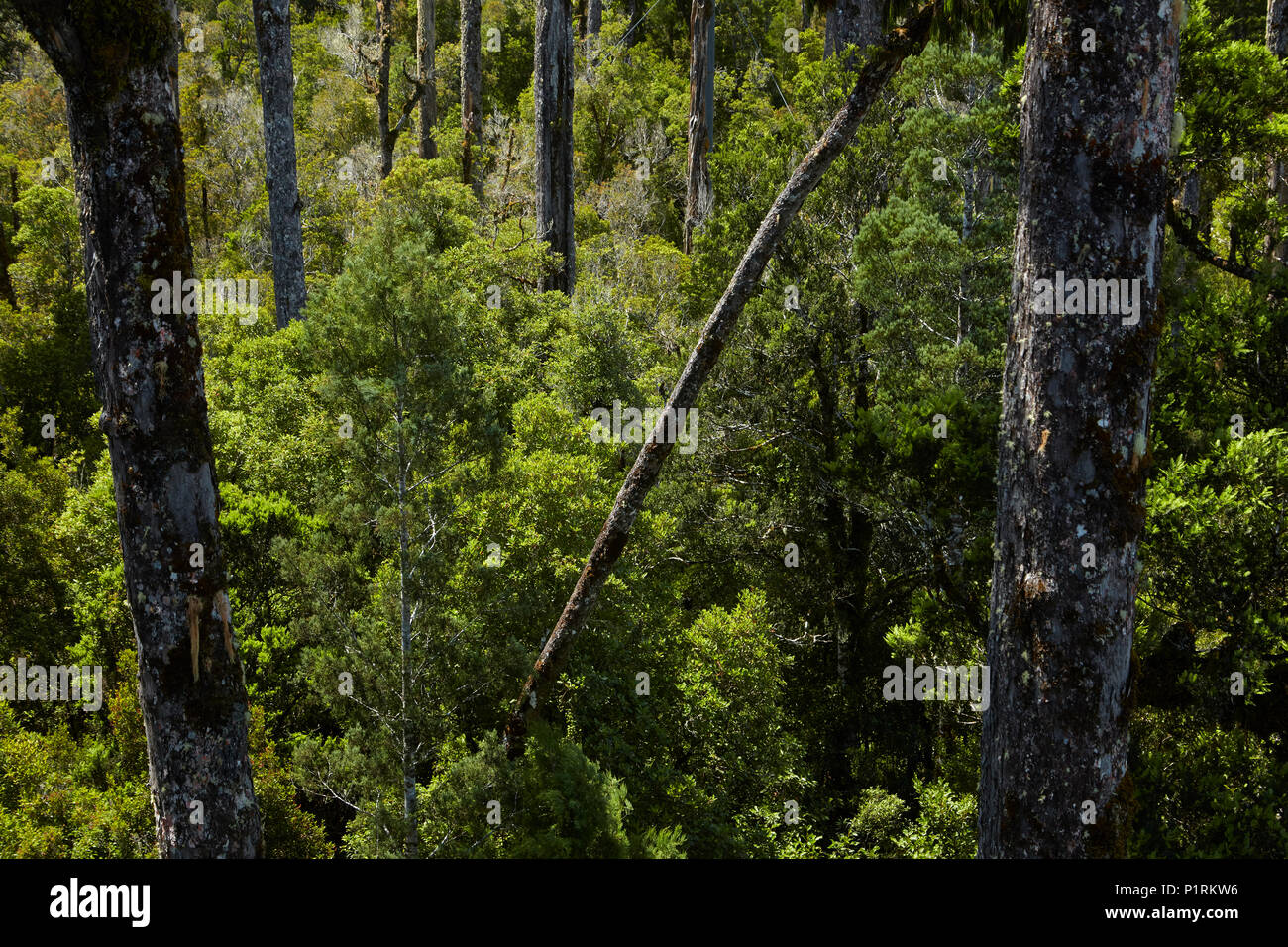 Native Wald Wipfel Weg, in der Nähe von Hokitika, West Coast, South Island, Neuseeland gesehen Stockfoto
