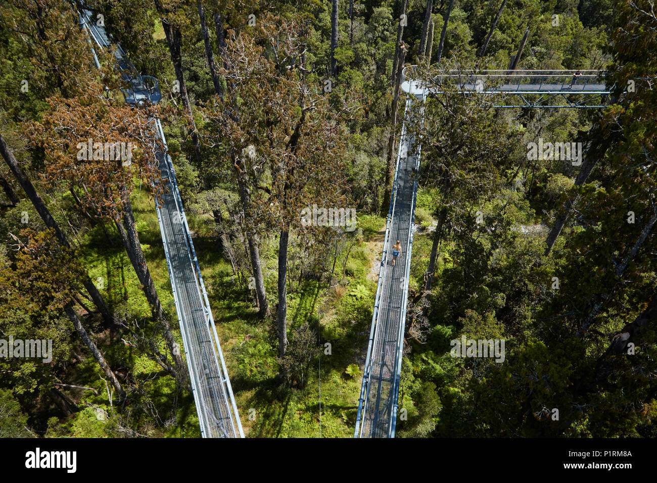 Touristische auf Treetop Walk, in der Nähe von Hokitika, West Coast, South Island, Neuseeland (Model Released) Stockfoto