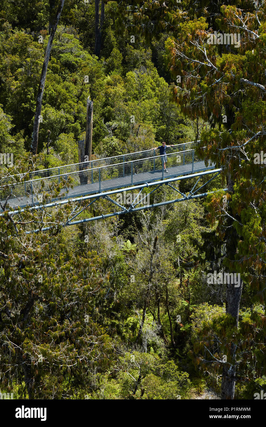 Touristische auf Treetop Walk, in der Nähe von Hokitika, West Coast, South Island, Neuseeland (Model Released) Stockfoto