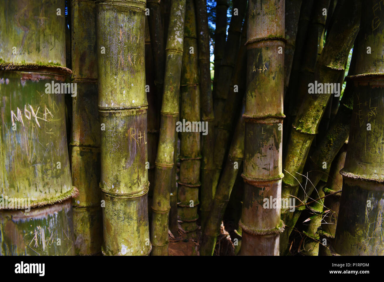 Ein unglaubliches Abenteuer durch einen Bambuswald in Hawaii wanderte, glücklicherweise hatte ich meine Kamera eine solche erstaunliche Bild zu erfassen:) Stockfoto