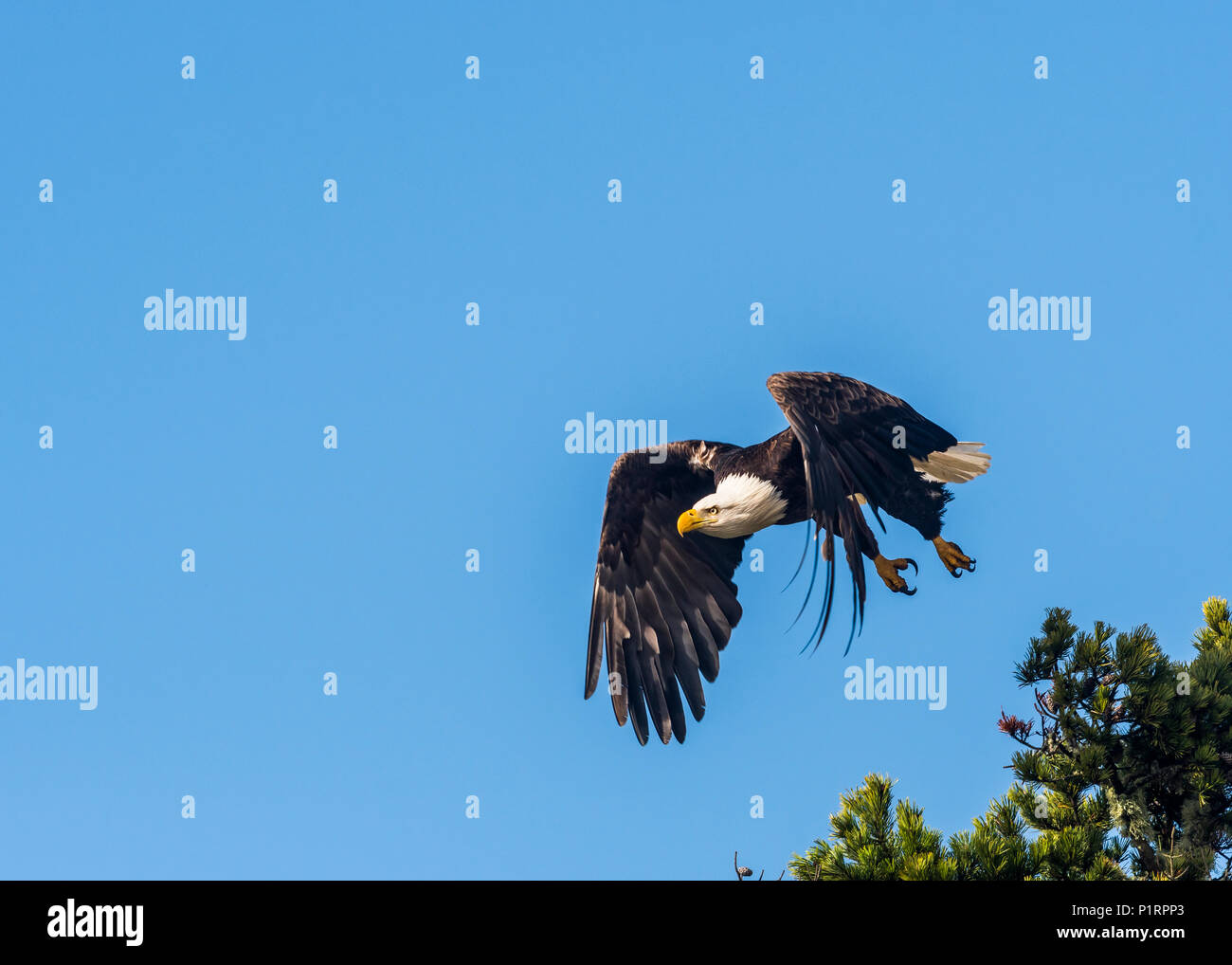Ein Weißkopfseeadler (Haliaeetus leucocephalus) fliegt in einem blauen Himmel an der Küste von Oregon; Hammond, Indiana, Vereinigte Staaten von Amerika Stockfoto