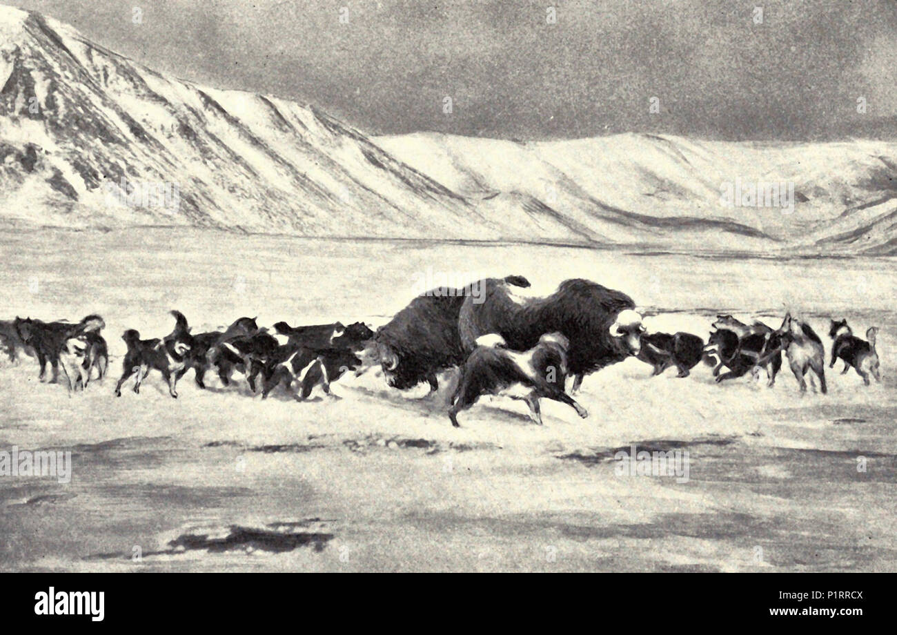 Moschusochsen auf Kap Morris Jesup gebracht zu Bucht durch Hunde, 17. Mai 1900 Stockfoto