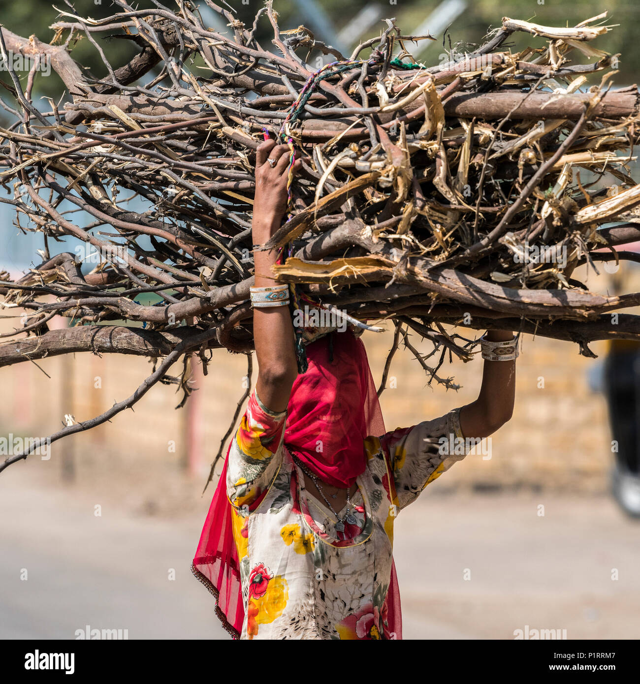 Indische Frau mit bedeckt Gesicht trägt einen großen Bündel von Niederlassungen auf dem Kopf; Kishan Ghjat, Rajasthan, Indien Stockfoto