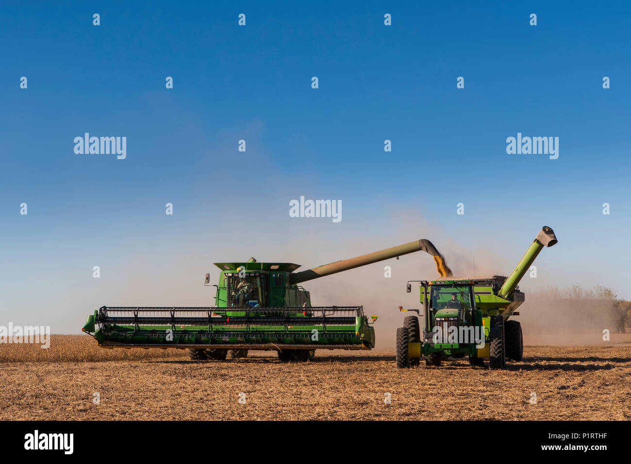 Die Auslagerung von Sojabohnen in den Traktor und Wagen bei der Ernte, in der Nähe von Nerstrand, Minnesota, Vereinigte Staaten von Amerika Stockfoto