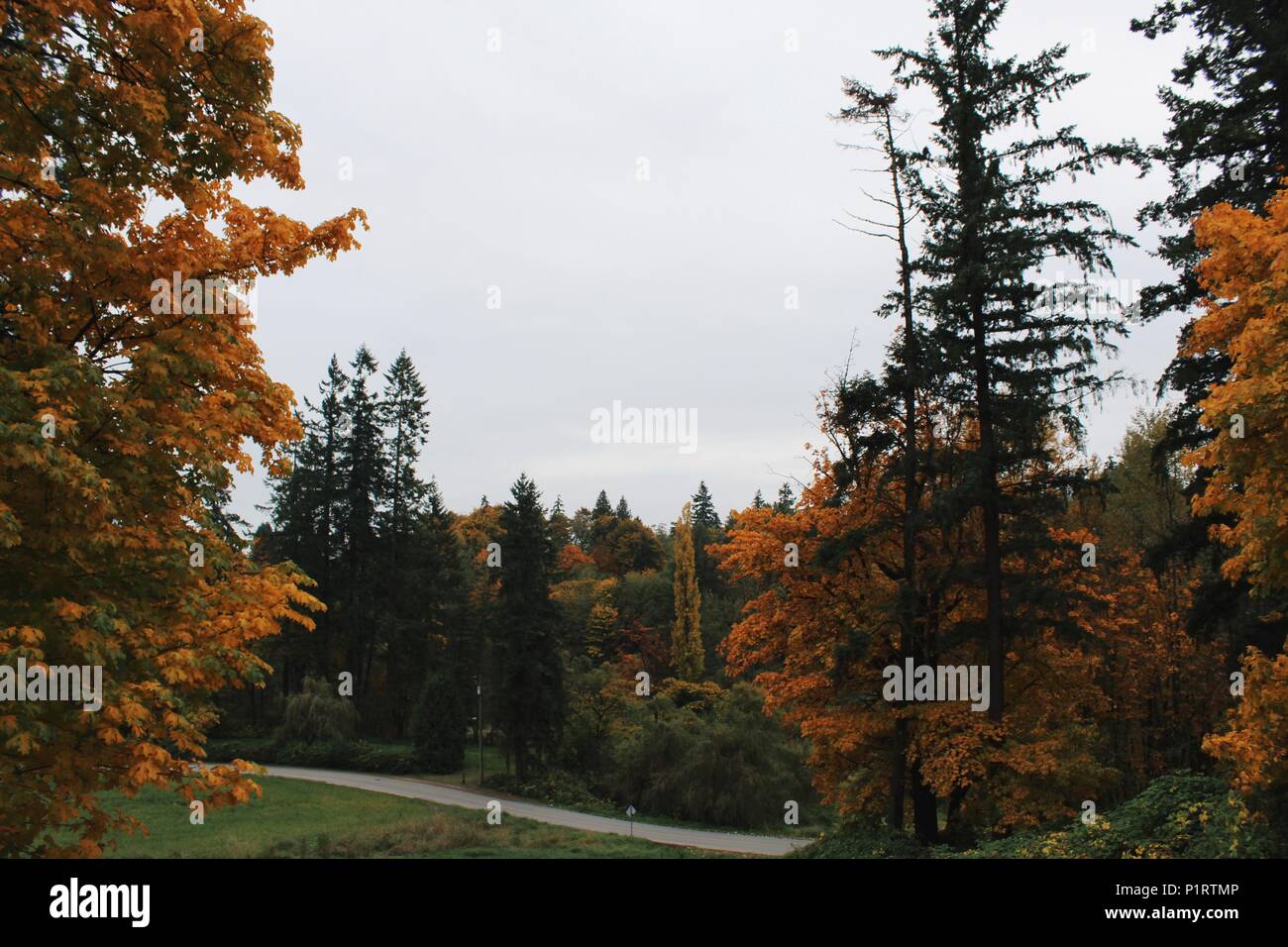 Herbst Szene in Maple Ridge, verarbeitet mit Frage neue mit Hb2 Preset genommen Stockfoto