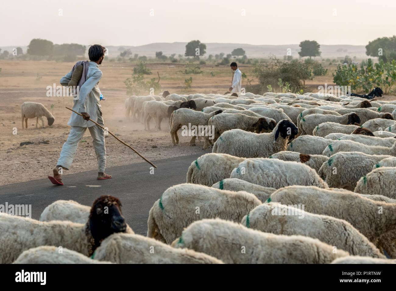 Männer Hüten einer Schafherde entlang einer Straße; Damodara, Rajasthan, Indien Stockfoto