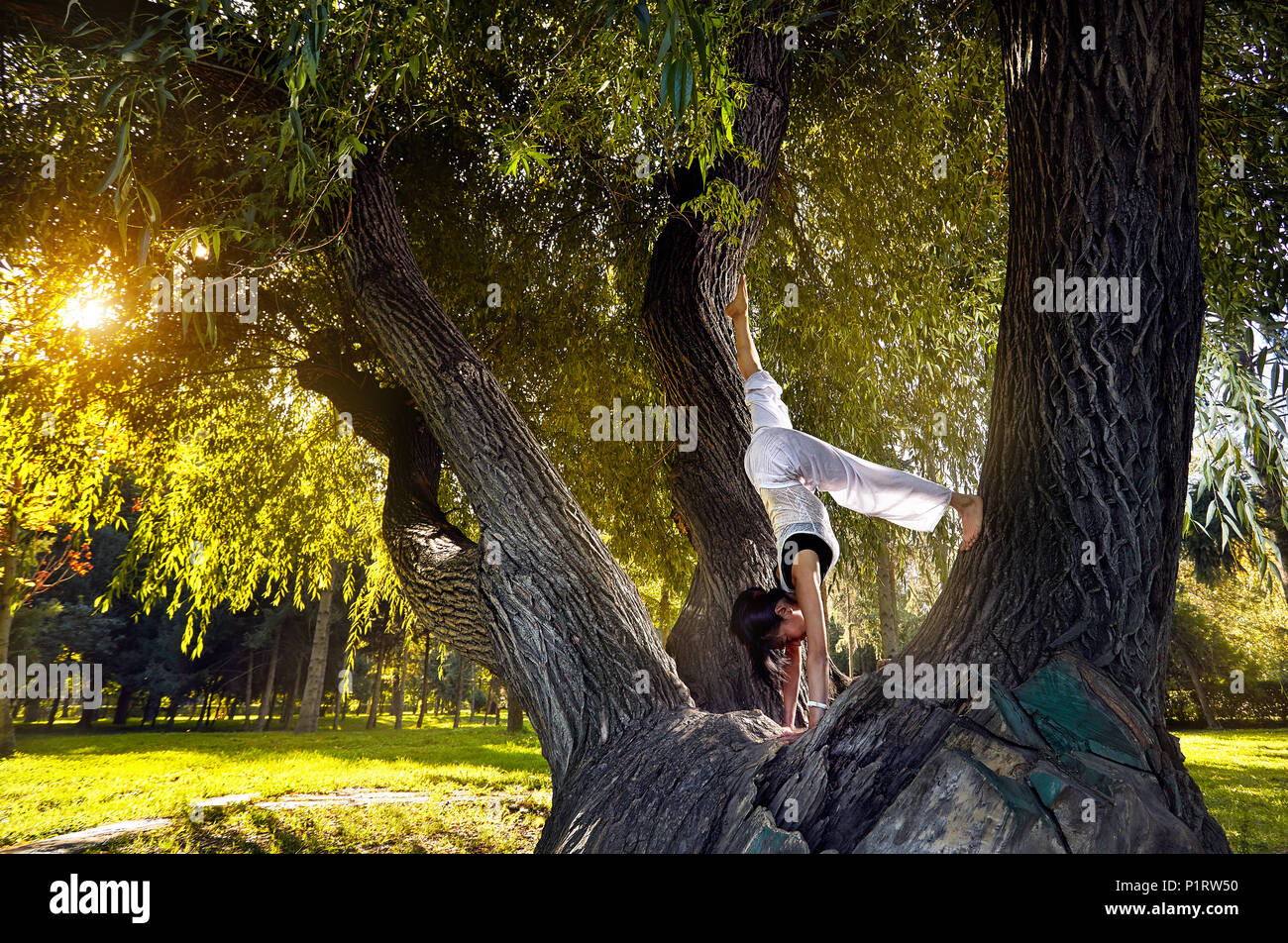 Schöne asiatische Mädchen im weißen Kostüm Yoga auf dem großen Baum im Park Stockfoto
