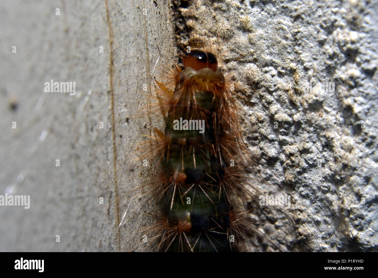 Cedar motte Caterpillar. Stockfoto