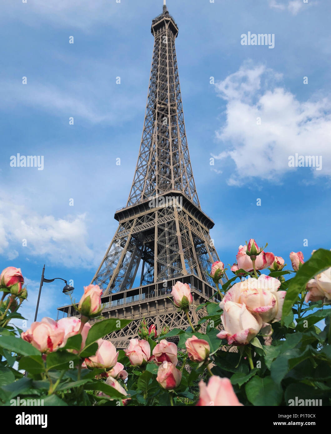 Paris, Frankreich. 27. Mai, 2018. Der Eiffelturm ist im Hintergrund zu sehen, während einige schöne rosa Rosen im Vordergrund zu sehen sind. Credit: Alexander Pohl/Pacific Press/Alamy leben Nachrichten Stockfoto