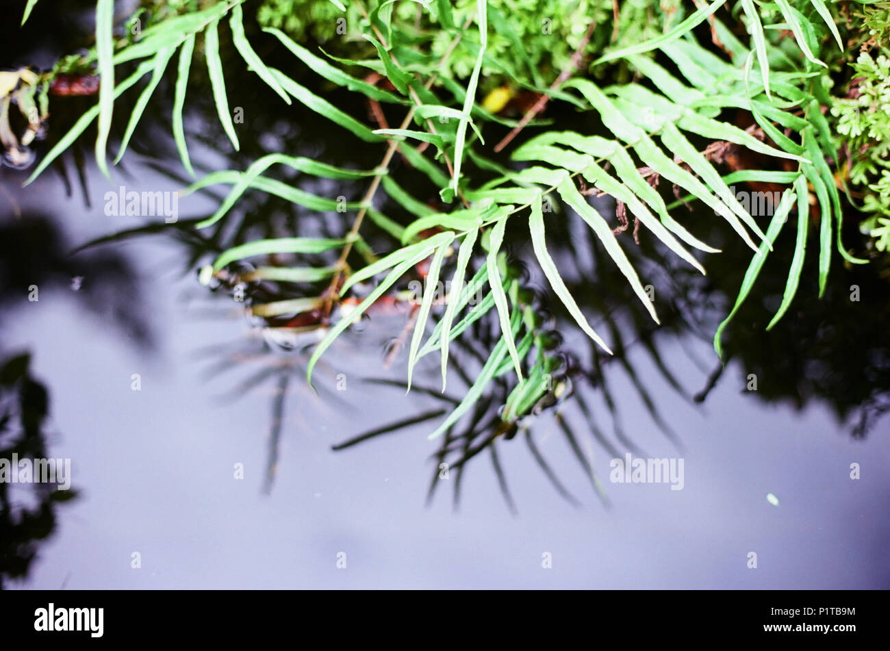 Wild Baum auf dunklen Wasser Stockfoto