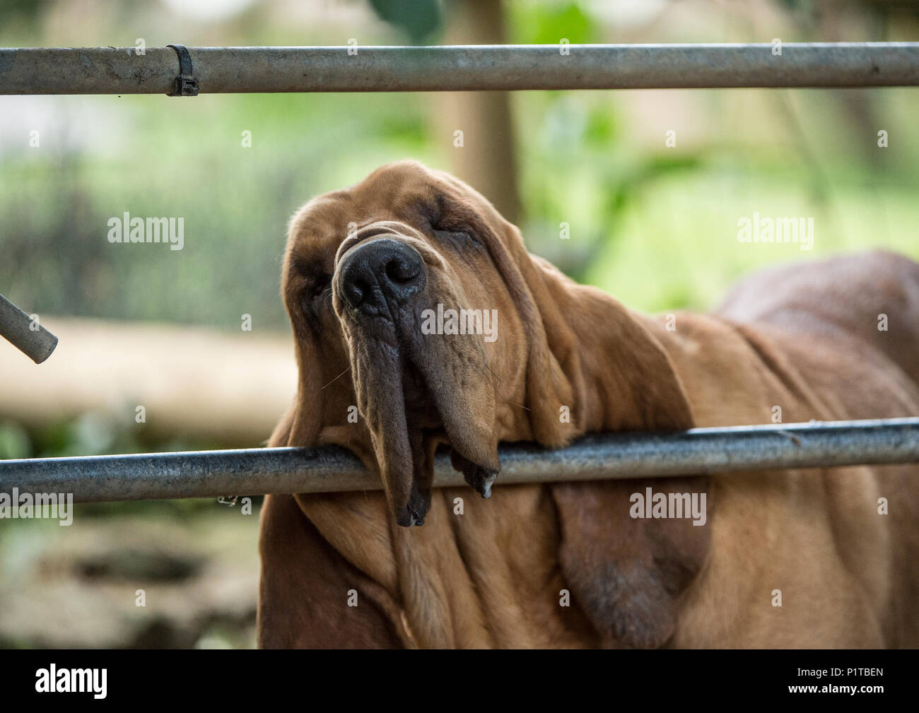 Müde bloodhound sein Kinn Stockfoto