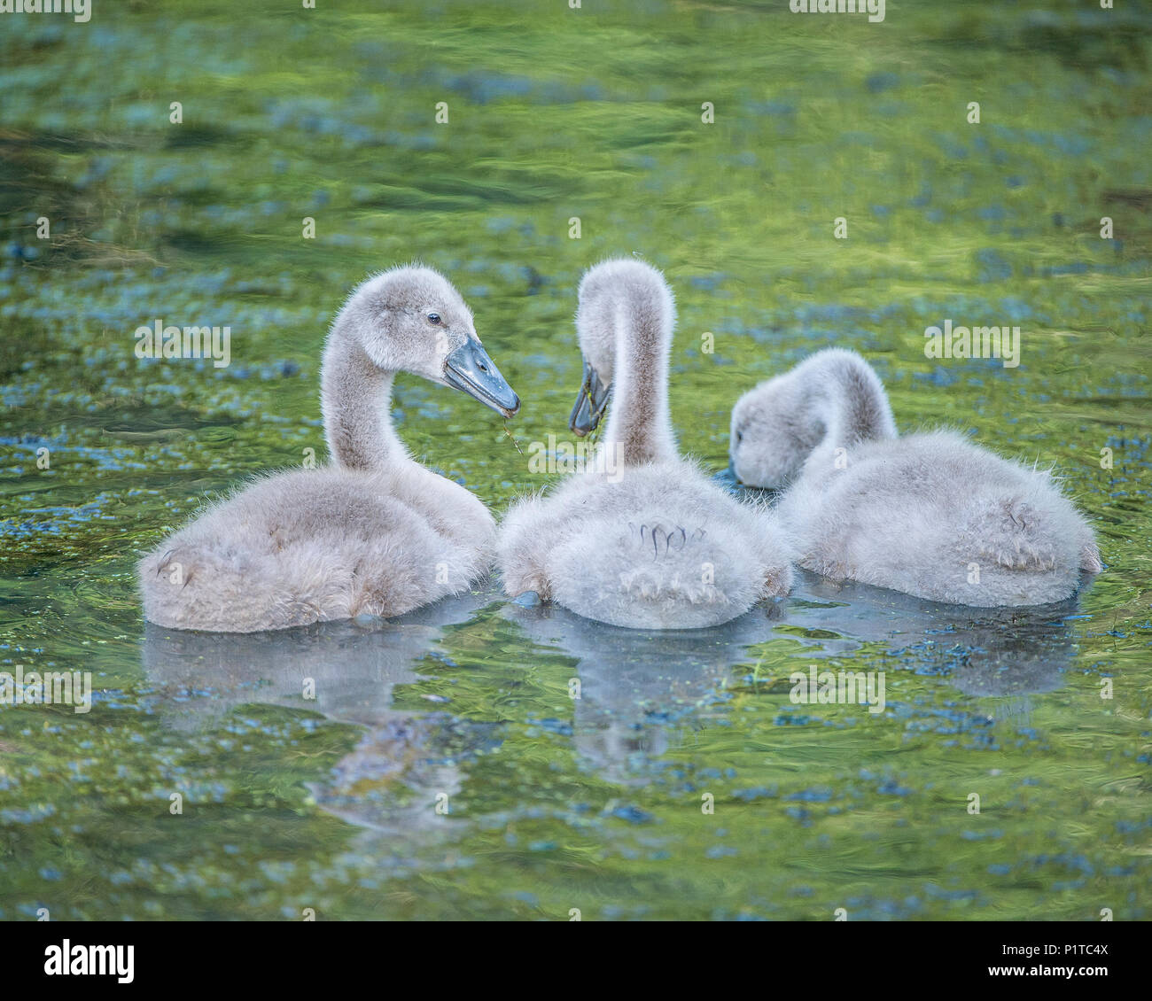 Baby Höckerschwäne Cygnets Stockfoto Baby Höckerschwäne Cygnets Stockfoto