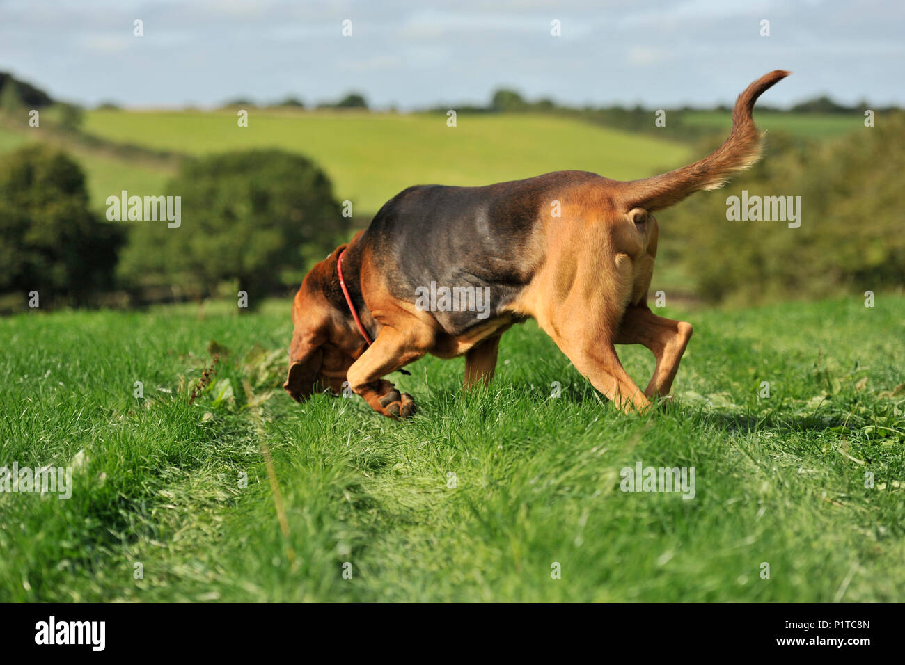 Bloodhound Sauganlegerhundes Stockfoto
