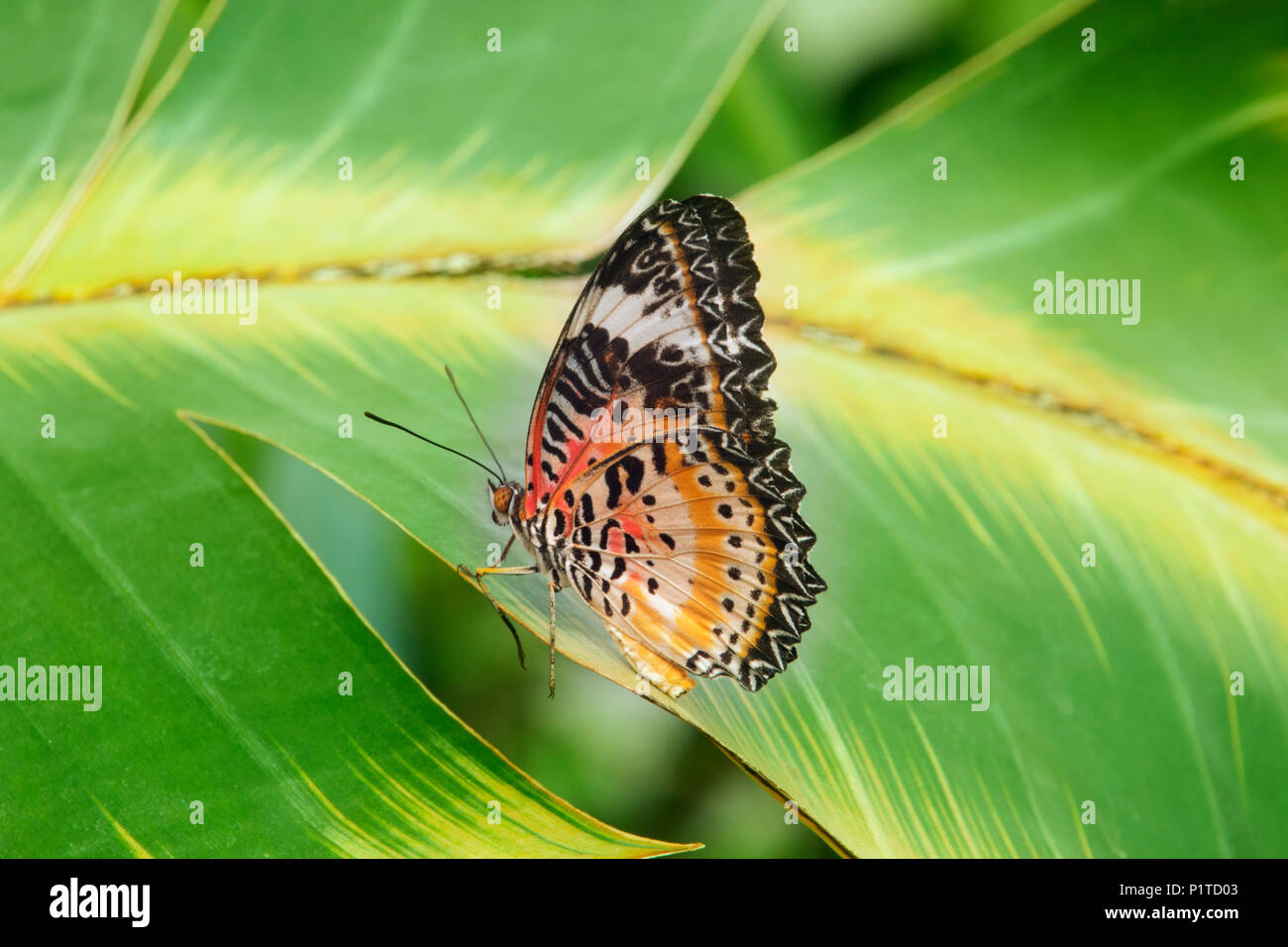 Ein Schmetterling - cethosia Biblis - auf einem Blatt, lustige Beine Körperhaltung ruht, helle Farben, beeindruckende geometrische Flügel Form Stockfoto