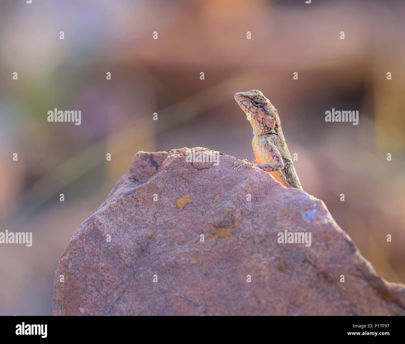 A Peninsular rock Agama lizard Psammophilus dorsalis, auf einem Felsen, Stockfoto