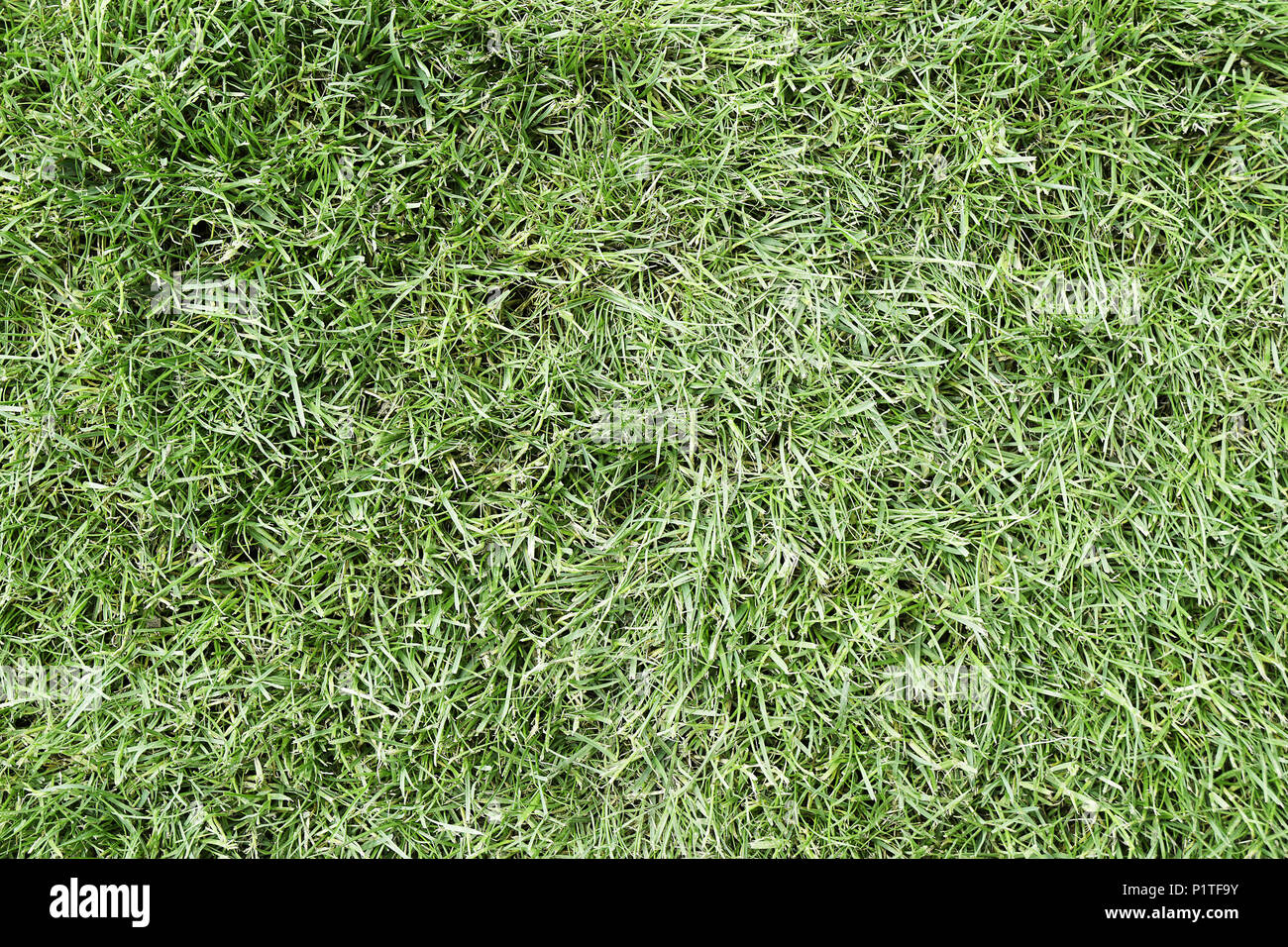 Ansicht von oben von Gras oder Rasen Hintergrund Textur Stockfoto