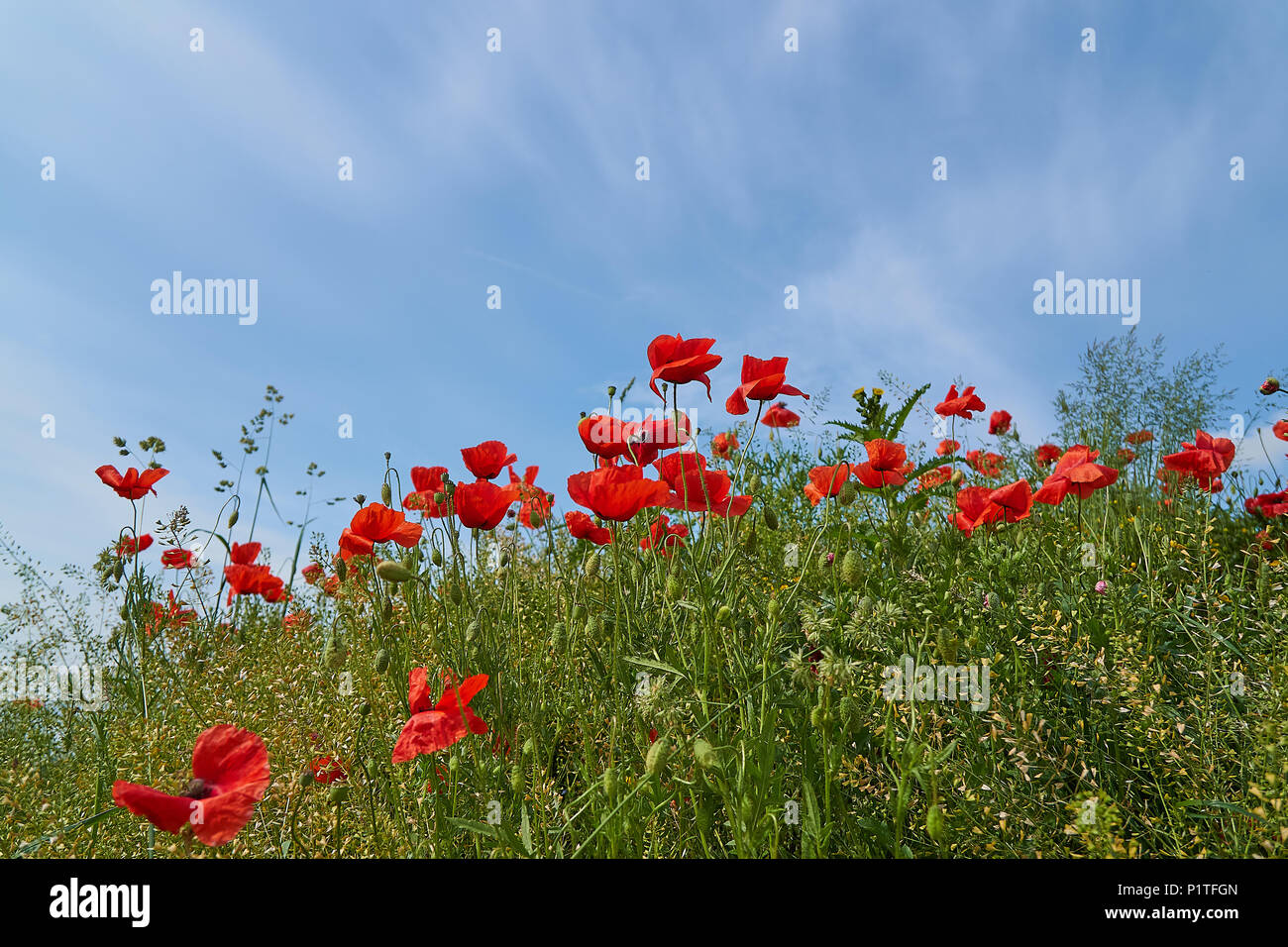 Roter Mohn Blumen. Mohn Blumen und blauer Himmel in der Nähe von München Bayern Deutschland Stockfoto