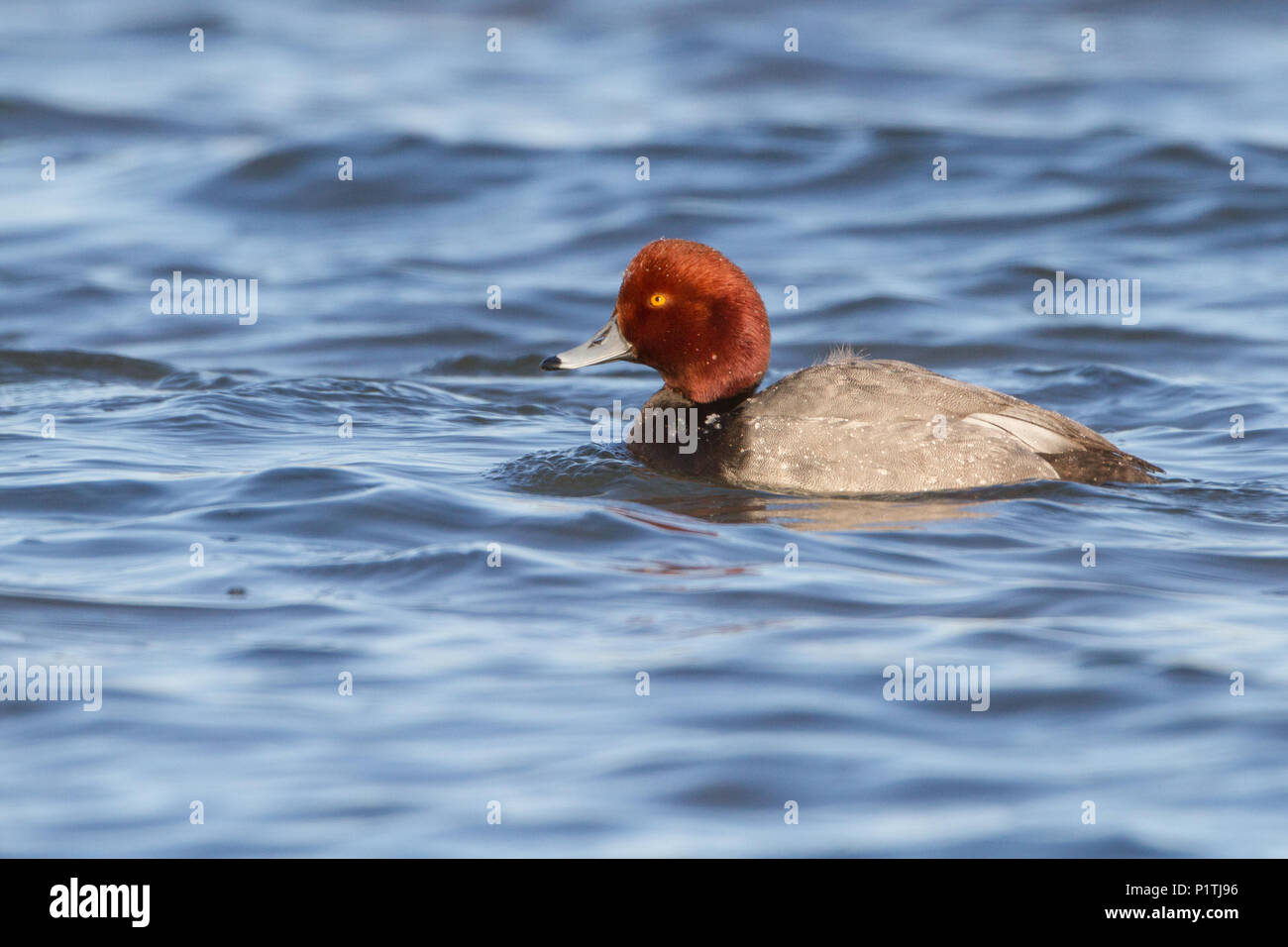 Ein Drake redhead an einem kalten Wintermorgen. Stockfoto
